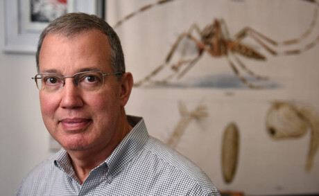 Gene drive blocks malaria transmission in mosquitoes