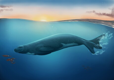 Extinct species of monk seal discovered in New Zealand