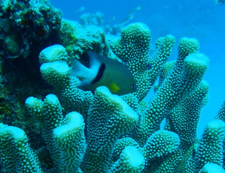 Coral &#39;tumours&#39; affect reproduction and growth