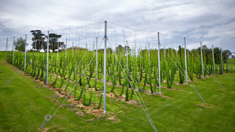 4 Pines Brewing signs up for sustainability project