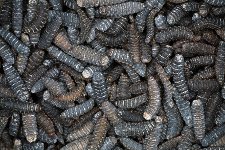 Pretty fly for a hamburger Pretty fly for a hamburger