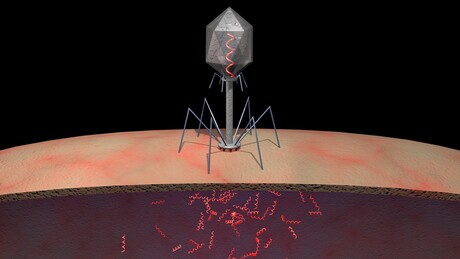 Monash researchers outsmart superbug