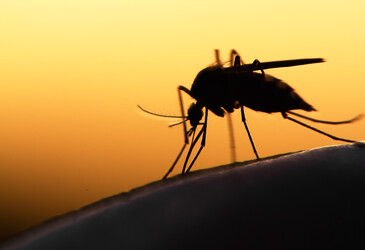 Concern about increased malaria mutation, transmission Concern about increased malaria mutation, transmission