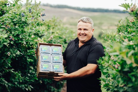 Road to organic: berry farmer recognised for organic &#39;in-conversion&#39;