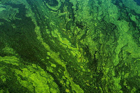 Monash researchers use microalgae to make clean hydrogen