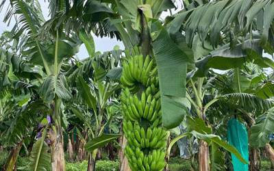 QUT research creates Panama disease-resistant bananas QUT research creates Panama disease-resistant bananas