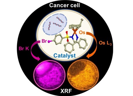 Synchrotron images potential cancer treatment in a single cell Synchrotron images potential cancer treatment in a single cell
