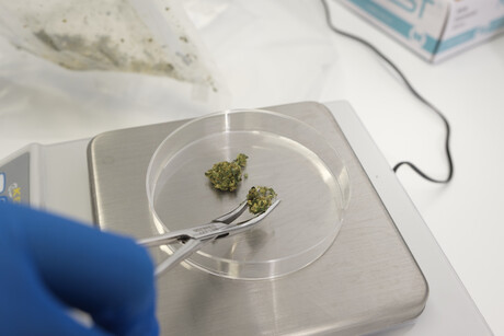 CSIRO secures a licence to develop medicinal cannabis CSIRO secures a licence to develop medicinal cannabis