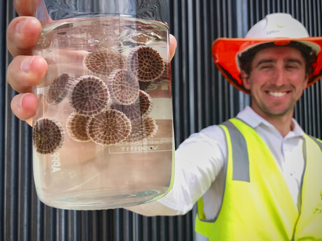 Anammox bugs tackle sewage at Qld plant