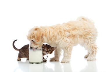 Milk prebiotics for pet food Milk prebiotics for pet food