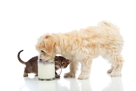 Milk prebiotics for pet food