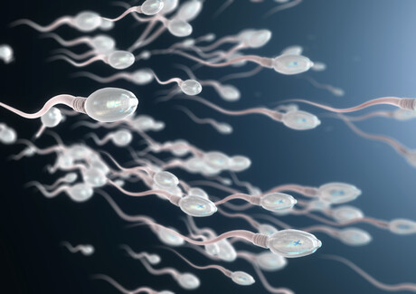 How do sperm transmit paternal experience to embryos? How do sperm transmit paternal experience to embryos?