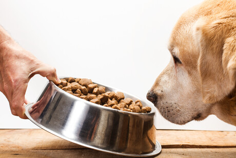 The benefits of cooling ingredients for pet food The benefits of cooling ingredients for pet food