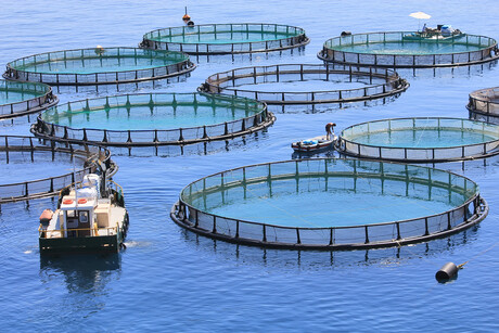 Food waste&#39;s sustainability solution for farmed fish