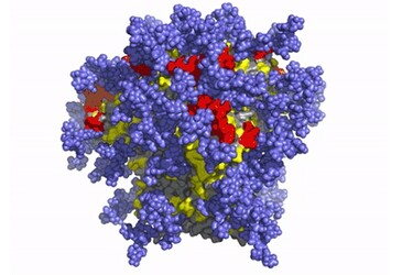 Experimental HIV vaccine trialled in humans Experimental HIV vaccine trialled in humans