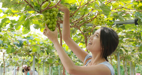 Japanese food pairs better with shady wine