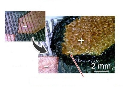 Cellulose nanofibres help protect flexible electronics