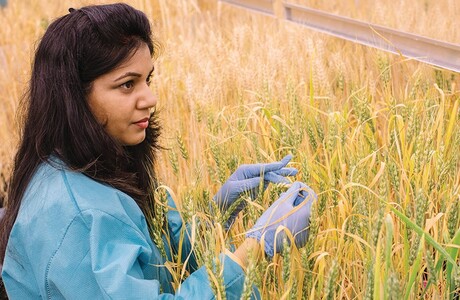 Beneficial bacteria can boost heat tolerance in wheat