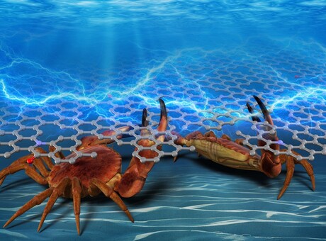 Crab shells used to make nanocarbon material for electronics Crab shells used to make nanocarbon material for electronics