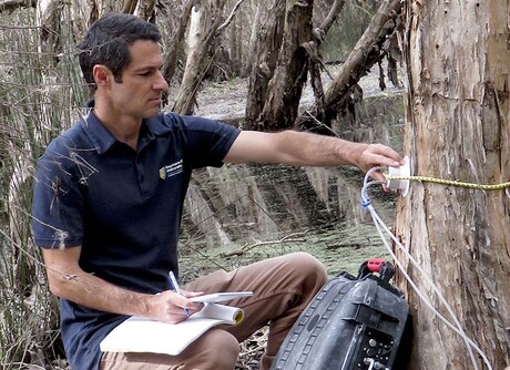 Methane-eating microbes found living in paperbark trees