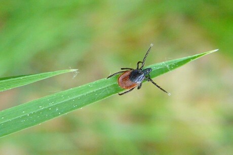 Tick-transmitted brain disease may be treatable Tick-transmitted brain disease may be treatable