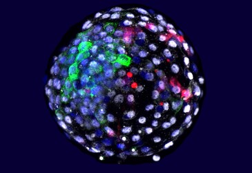 Researchers create human–monkey chimeric embryos Researchers create human–monkey chimeric embryos