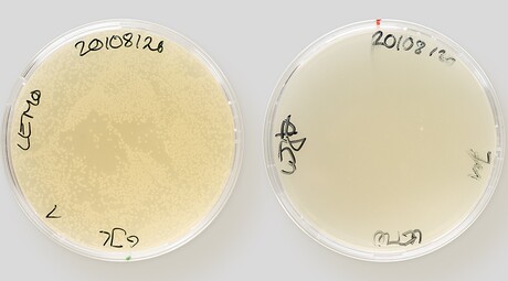Novel antibiotic tricks bacteria through mimicry Novel antibiotic tricks bacteria through mimicry