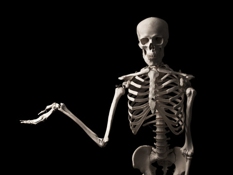 Mapping the genes that control the skeleton