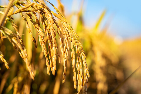 Plants found to carry bacteria in their cells Plants found to carry bacteria in their cells