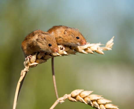 NSW mice plague reaches empty Parliament House