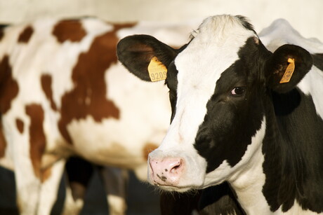 ACCC cracks down on dairy compliance as deadline approaches ACCC cracks down on dairy compliance as deadline approaches
