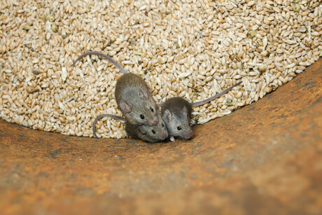 NSW Government pledges $50 million to tackle mouse plague NSW Government pledges $50 million to tackle mouse plague