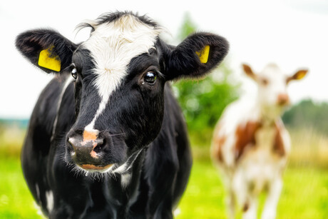 Livestock production efficiency mitigates methane emissions