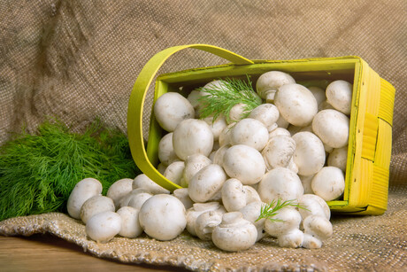 Mushroom robot: picks and trims button mushrooms