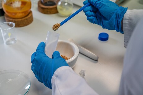 Biosensor to detect gluten quickly and efficiently