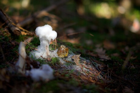 Mushroom packaging: biodegradable alternative to polystyrene Mushroom packaging: biodegradable alternative to polystyrene