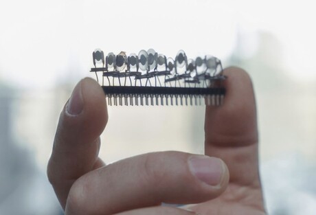 Electronic nose can identify different mint scents