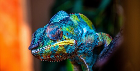 Chameleon-like material can detect seafood freshness