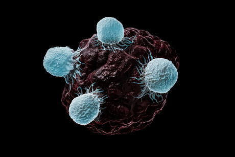 Researchers find a way to improve immune response Researchers find a way to improve immune response