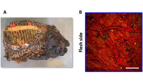 Non-invasive imaging technique for assessing parchment
