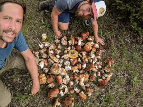 Authenticating ‘wild mushrooms’ food label claims Authenticating ‘wild mushrooms’ food label claims