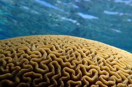 Probiotics and selective breeding help coral survive the heat