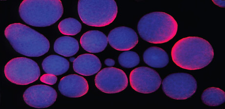 Scientists need to get cell culture research right