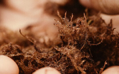 Tasmanian seaweed company aims to reduce livestock emissions