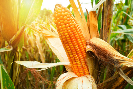 Researchers set to develop aMAIZEing organic corns
