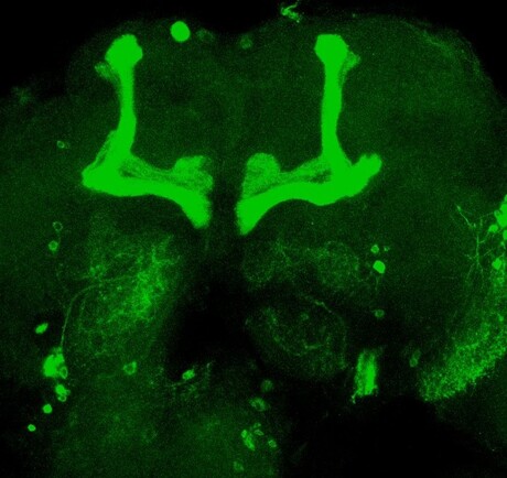 A single gene helps regulate the sleep–wake cycle A single gene helps regulate the sleep–wake cycle