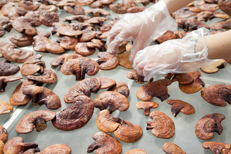 Qld mushroom farm fined $120K after worker loses arm