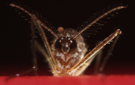 Trial success as bacteria eradicates pest mosquito