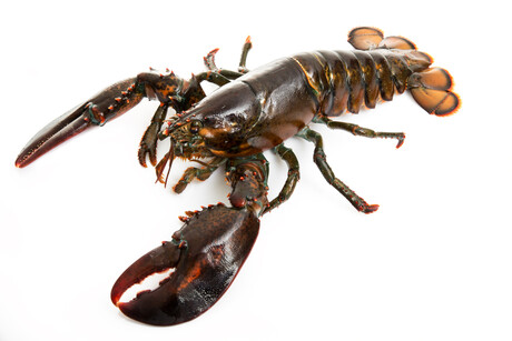 DNA used to determine the age of lobsters DNA used to determine the age of lobsters
