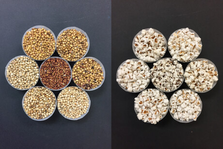 Researchers breed sorghum for puffy popped properties Researchers breed sorghum for puffy popped properties
